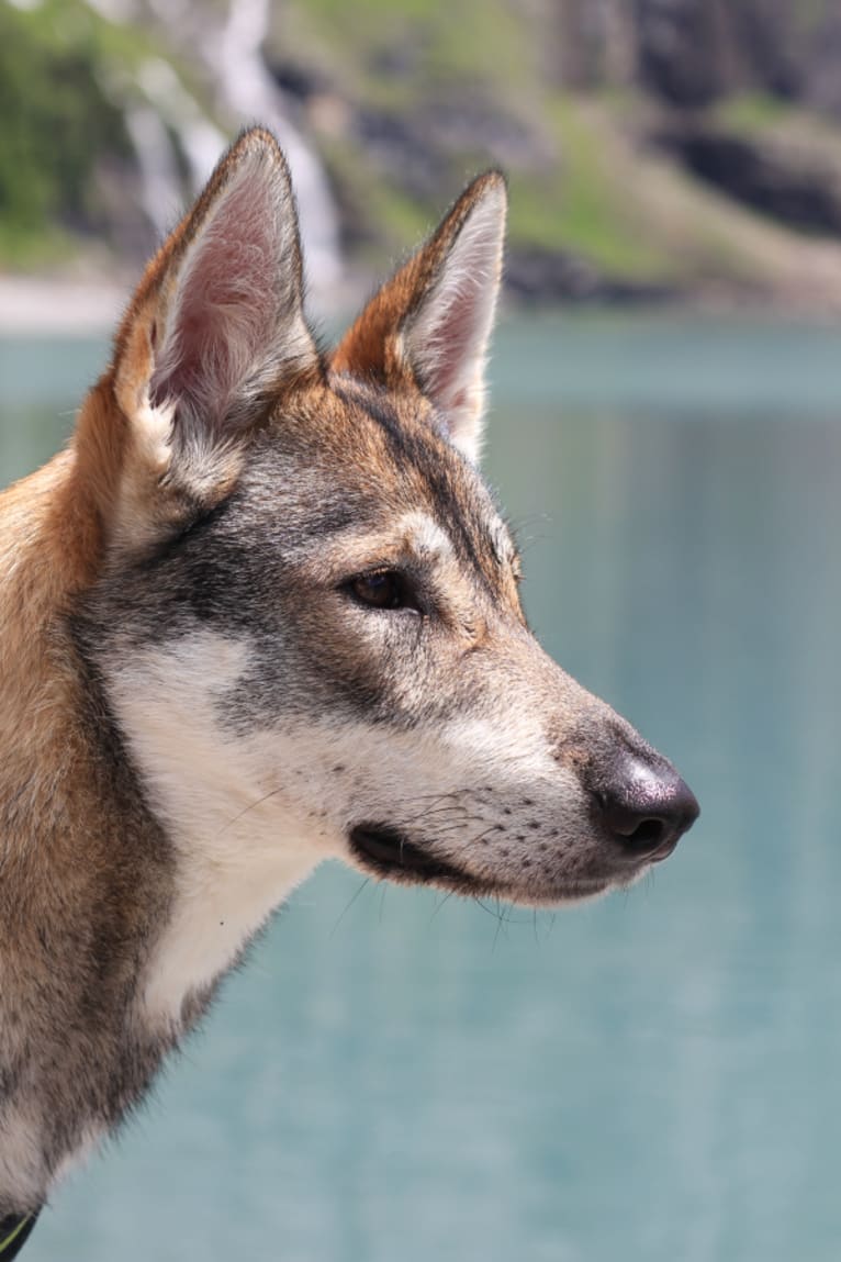 Djuna, a German Shepherd Dog and Siberian Husky mix tested with EmbarkVet.com