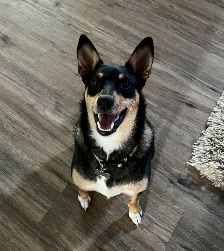 Betty Lou, an English Shepherd and Australian Cattle Dog mix tested with EmbarkVet.com