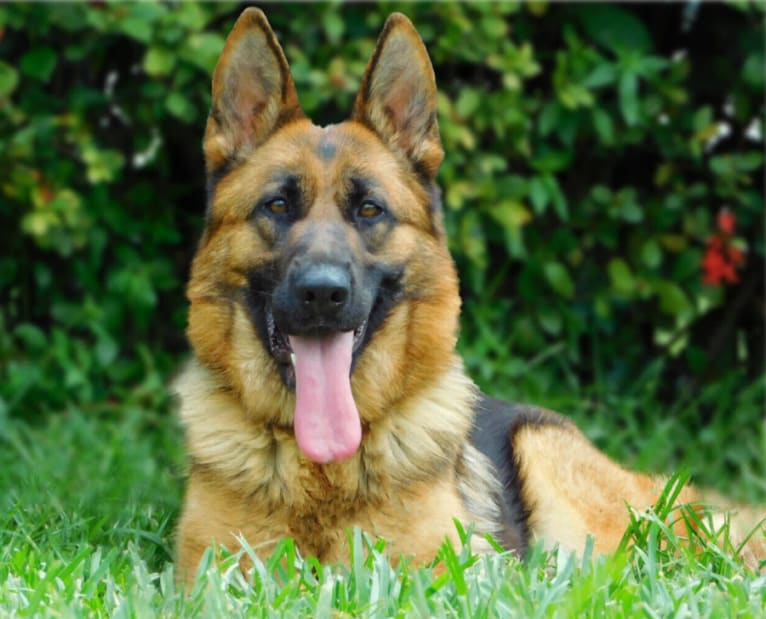 Anja, a German Shepherd Dog tested with EmbarkVet.com