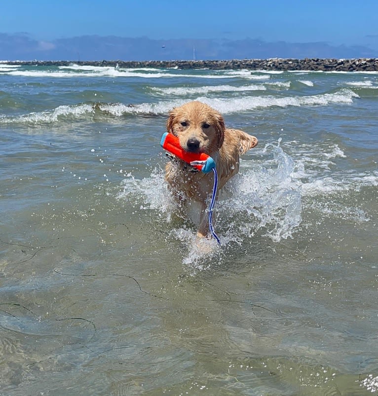 Selene, a Golden Retriever tested with EmbarkVet.com