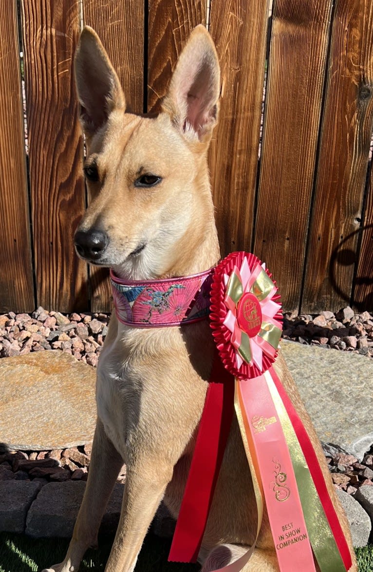 Lady Nala Bear BCF, a Carolina Dog tested with EmbarkVet.com