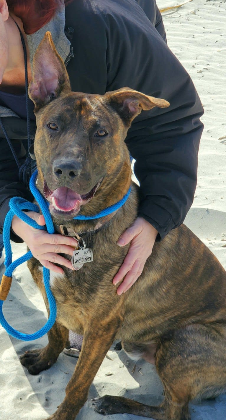 YOGI, a German Shepherd Dog and American Pit Bull Terrier mix tested with EmbarkVet.com