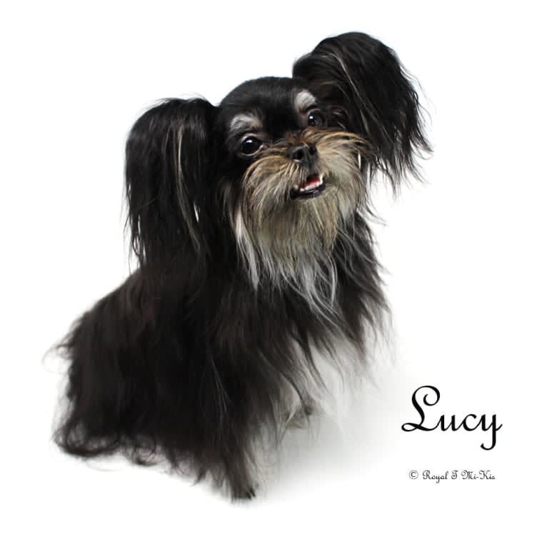 Lucy, a Mi-Ki tested with EmbarkVet.com