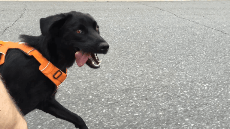 Riley, a Weimaraner and Labrador Retriever mix tested with EmbarkVet.com