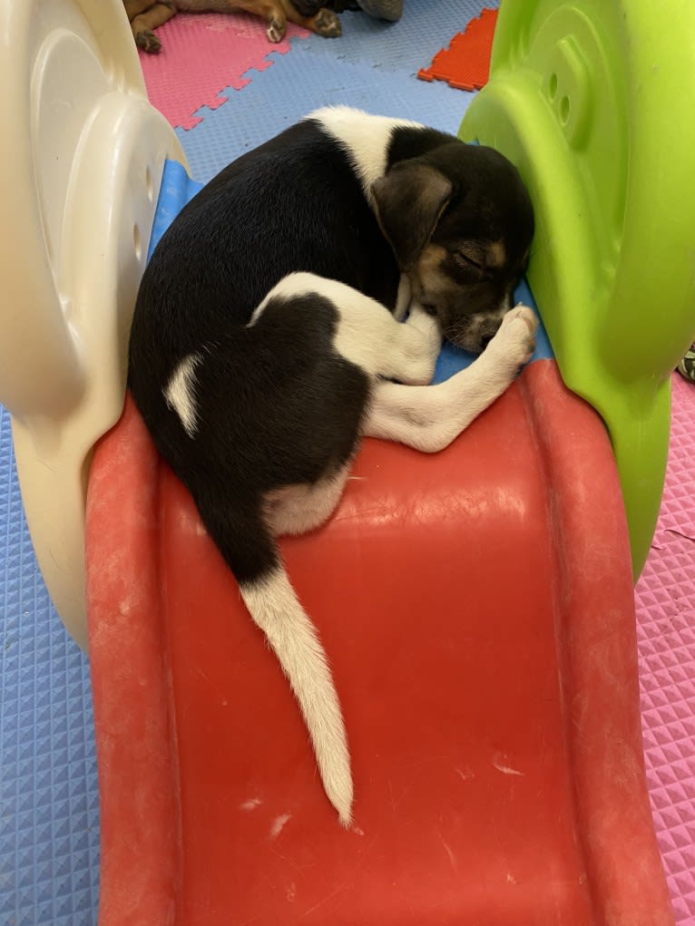 Peppa, a Whippet and Border Collie mix tested with EmbarkVet.com