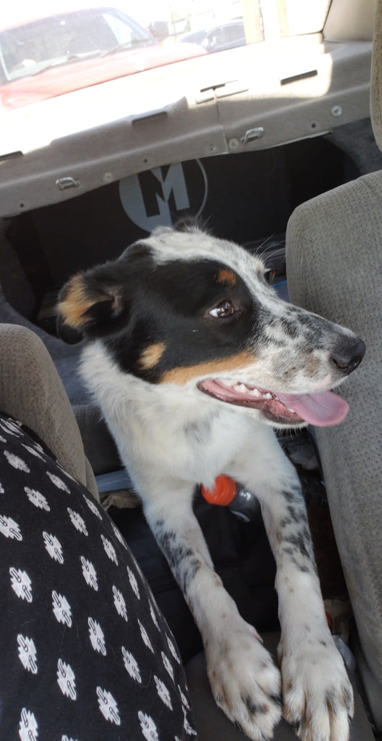 Riot, an Australian Cattle Dog and Border Collie mix tested with EmbarkVet.com