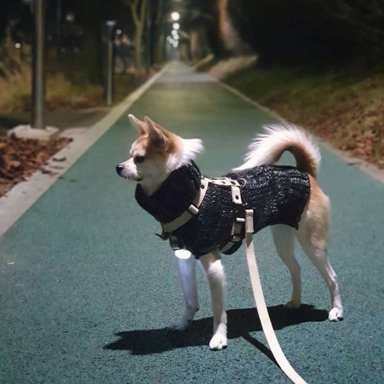 JeriJeree, a Japanese or Korean Village Dog tested with EmbarkVet.com