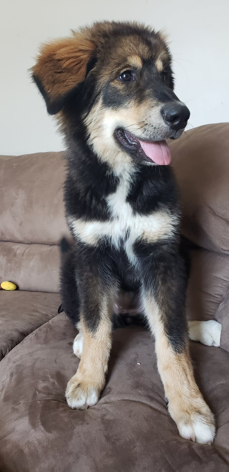 Athena, an Alaskan Malamute and Bernese Mountain Dog mix tested with EmbarkVet.com