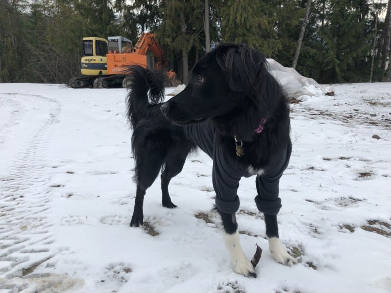 Aloe Vera, a Rottweiler and Border Collie mix tested with EmbarkVet.com