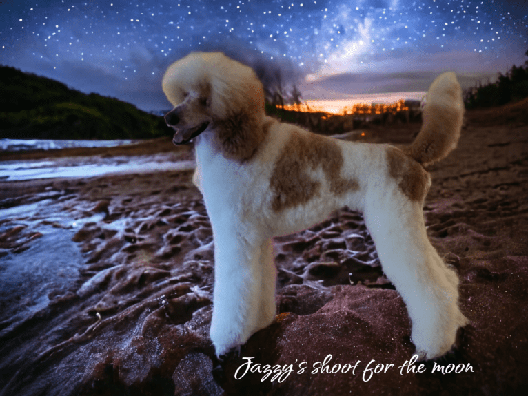 Rocket, a Poodle (Standard) tested with EmbarkVet.com