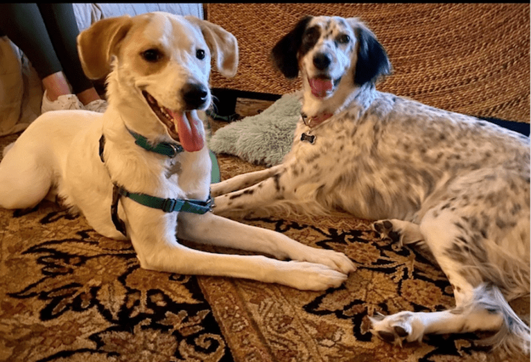 Bella, a Great Pyrenees and Australian Cattle Dog mix tested with EmbarkVet.com