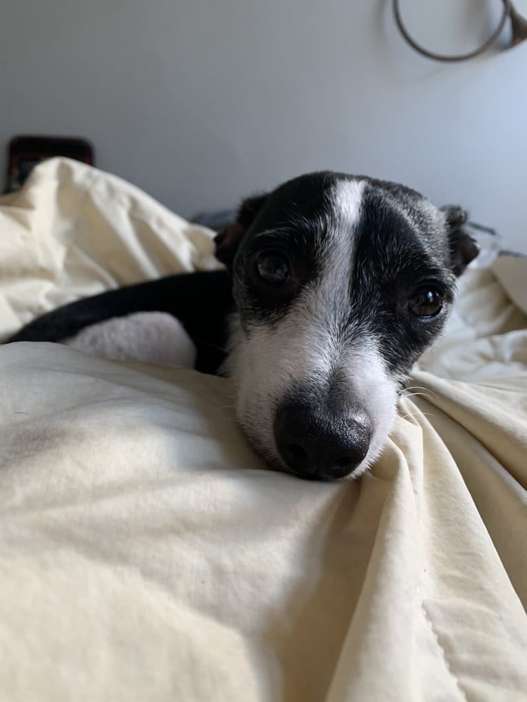 Badger, a Miniature Schnauzer and Chihuahua mix tested with EmbarkVet.com