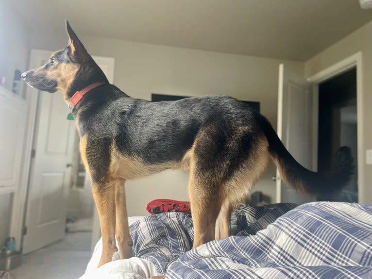 Rocky, a German Shepherd Dog and Australian Cattle Dog mix tested with EmbarkVet.com