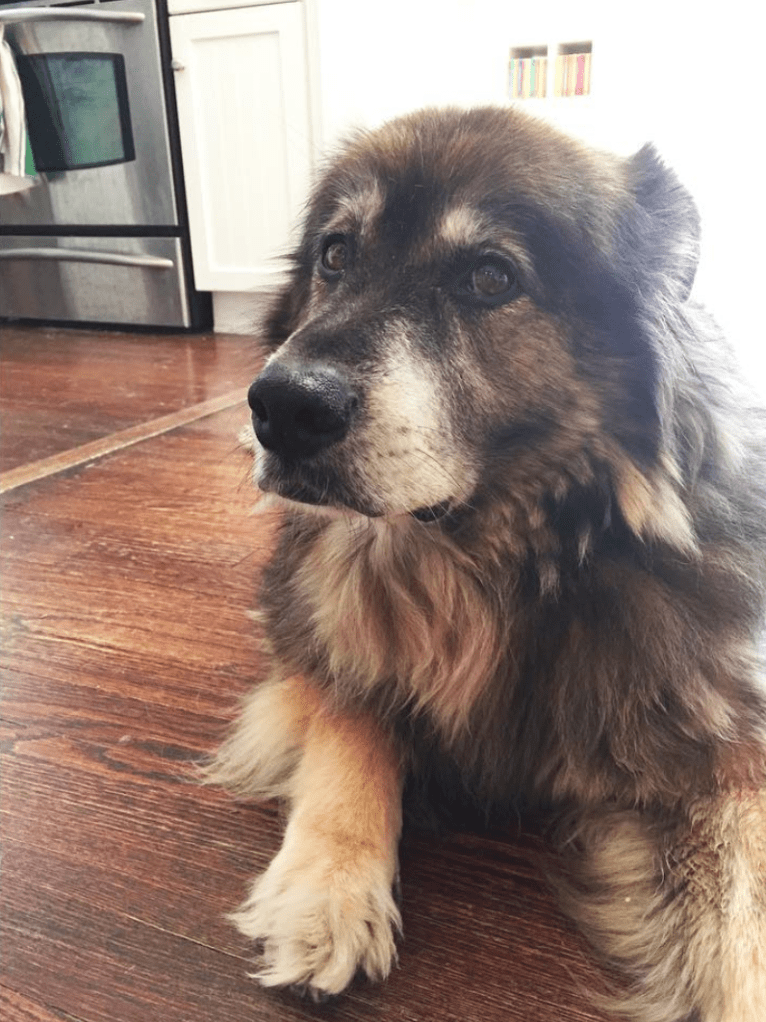 Thatcher, a Keeshond and English Cocker Spaniel (Working Type) mix tested with EmbarkVet.com