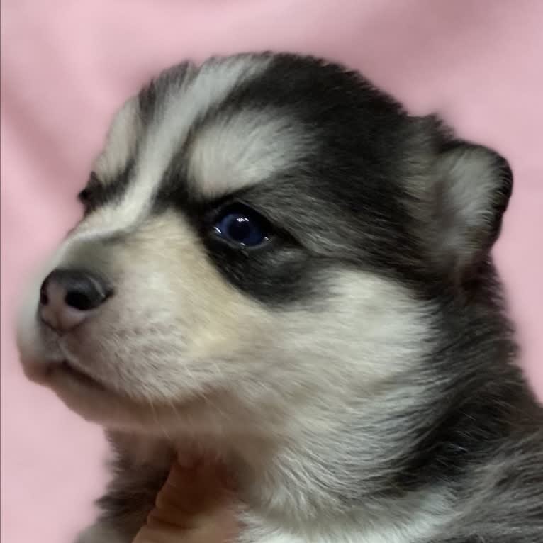 NIJA (Na•yah), a Pomsky tested with EmbarkVet.com