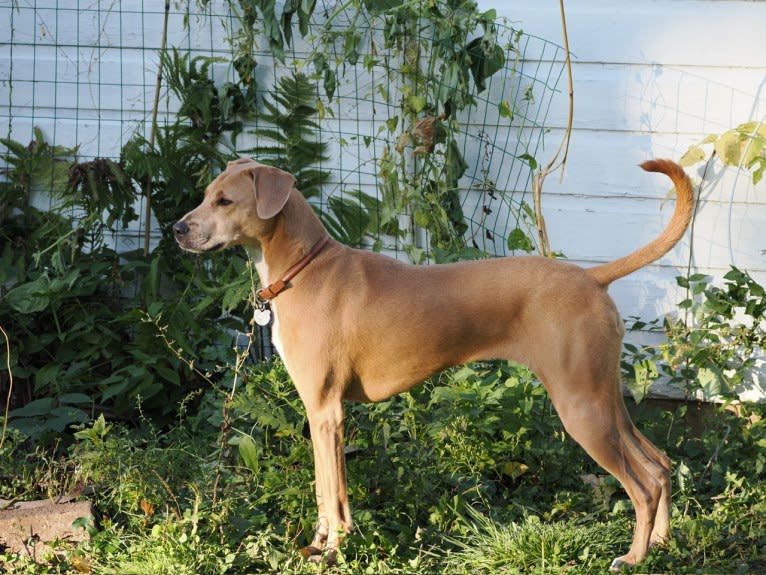 Lila, an American Pit Bull Terrier and Labrador Retriever mix tested with EmbarkVet.com