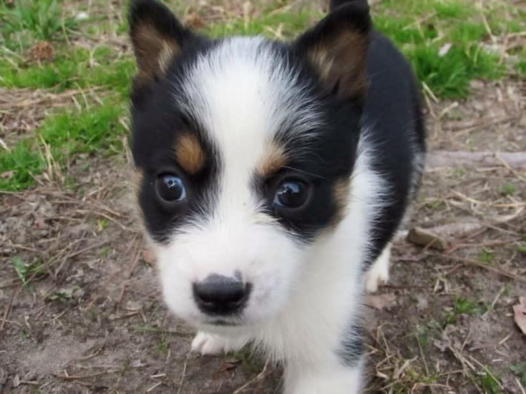 Fable, an Australian Cattle Dog and Siberian Husky mix tested with EmbarkVet.com