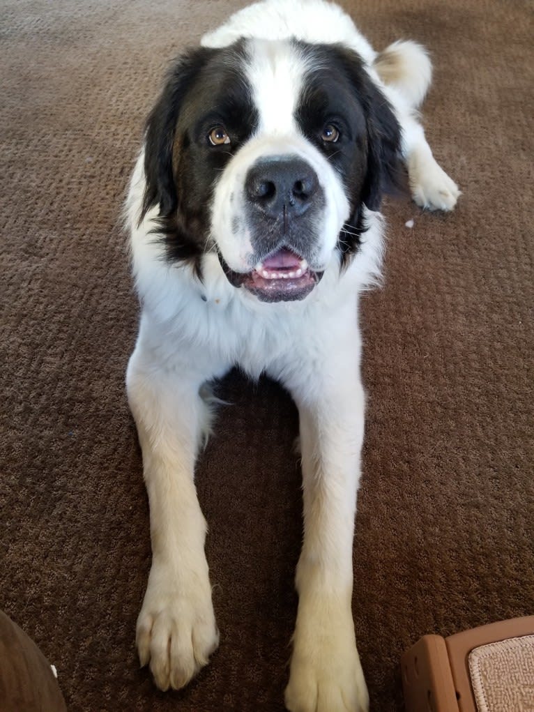 Waffles, a Saint Bernard tested with EmbarkVet.com