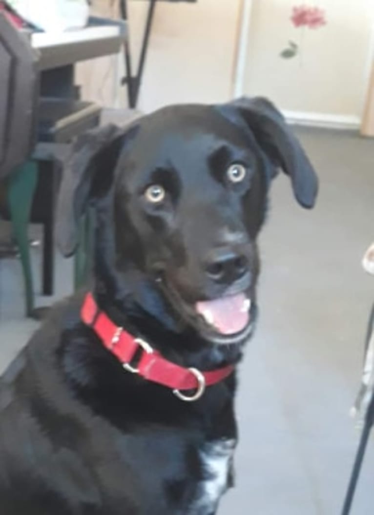 christal, a Golden Retriever and Australian Cattle Dog mix tested with EmbarkVet.com