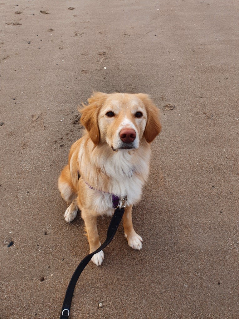 Olive, an Eastern European Village Dog tested with EmbarkVet.com