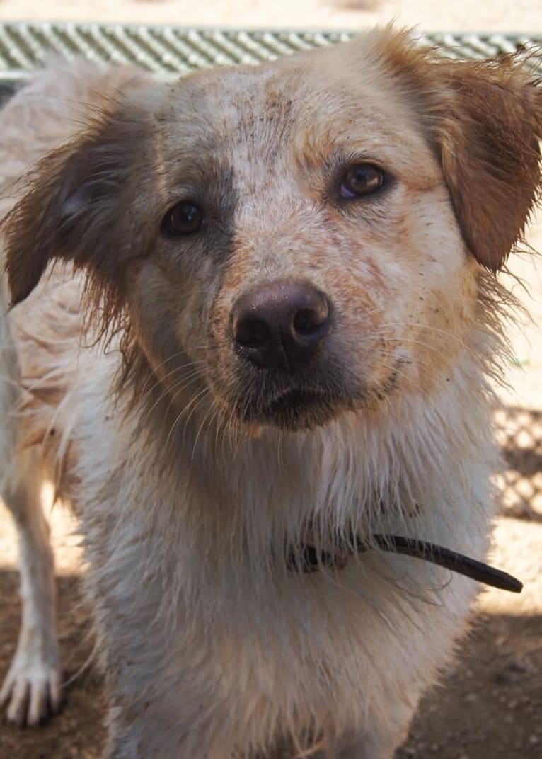 Wendy, a Great Pyrenees and American Pit Bull Terrier mix tested with EmbarkVet.com