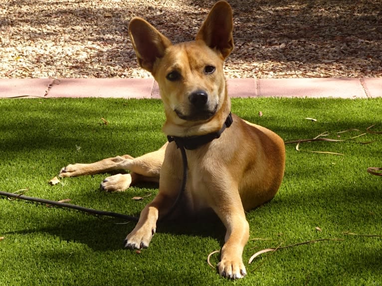 Bean, a Chow Chow and Chihuahua mix tested with EmbarkVet.com