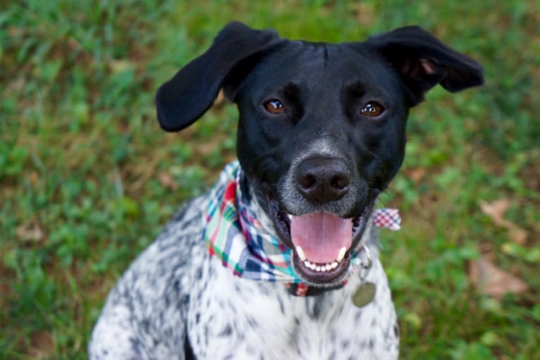 Daisy, a German Shorthaired Pointer and American Bulldog mix tested with EmbarkVet.com