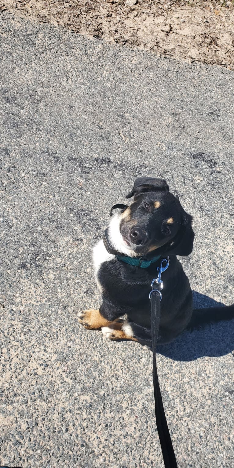 Louyie, a Border Collie and Labrador Retriever mix tested with EmbarkVet.com