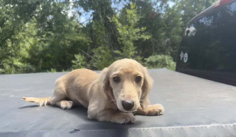 Daisy, a Dachshund tested with EmbarkVet.com
