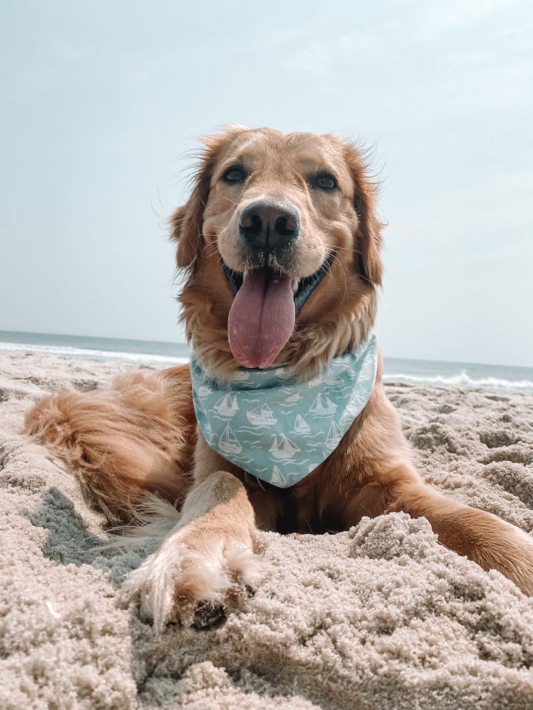 Marley, a Golden Retriever tested with EmbarkVet.com