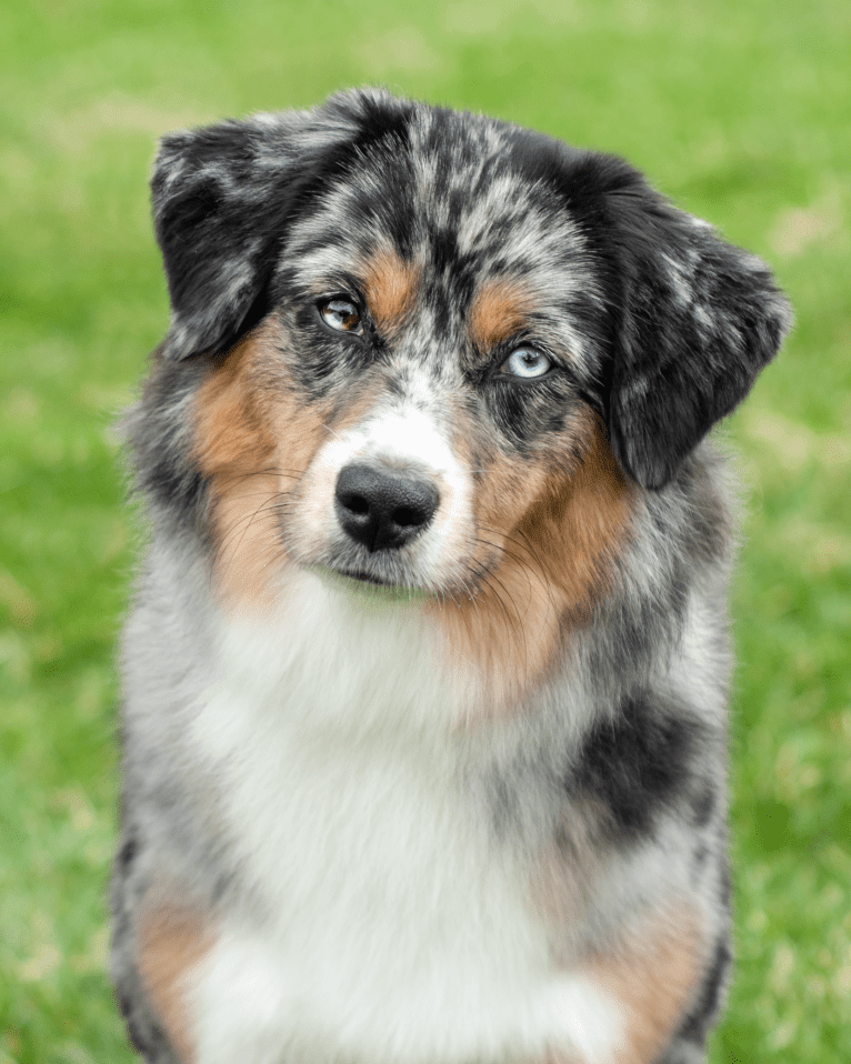 Sandy, an Australian Shepherd tested with EmbarkVet.com