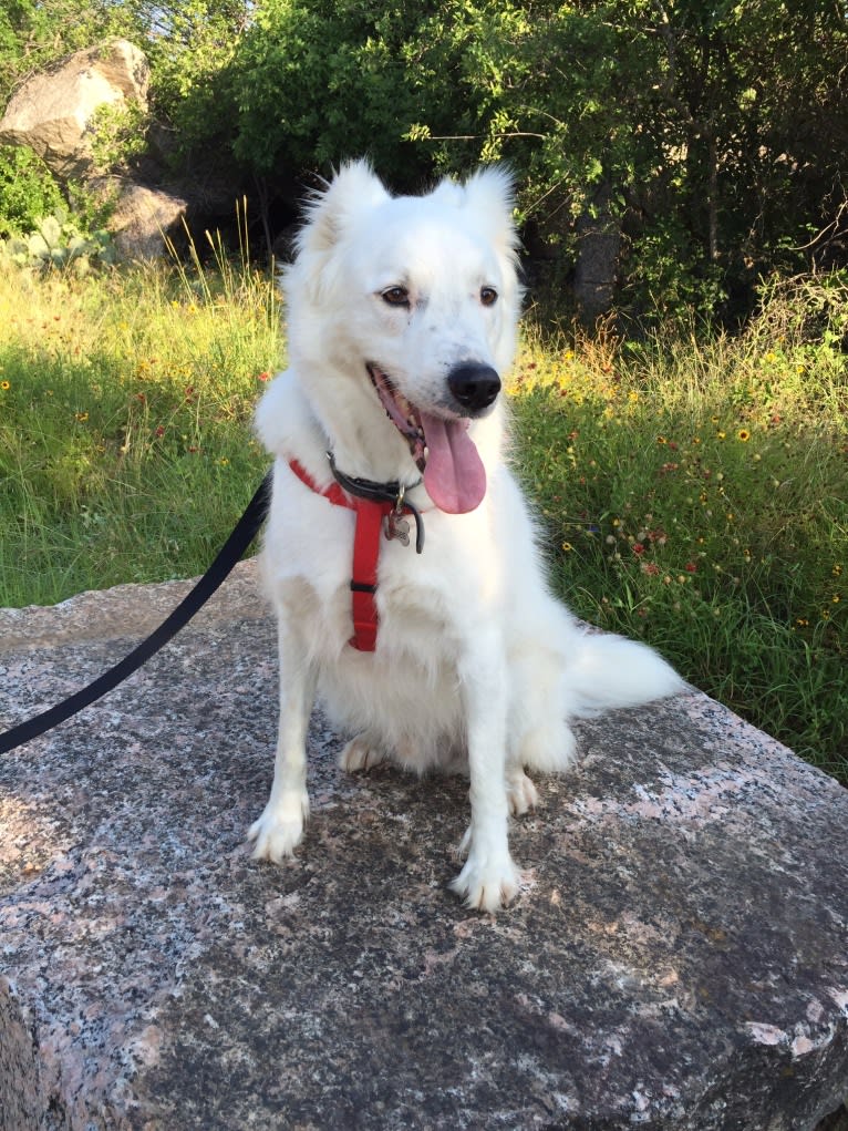 Moses, a Middle Eastern Village Dog tested with EmbarkVet.com