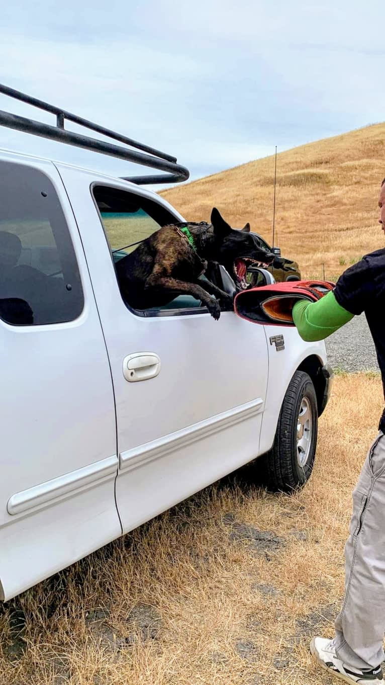 Static, a Dutch Shepherd tested with EmbarkVet.com