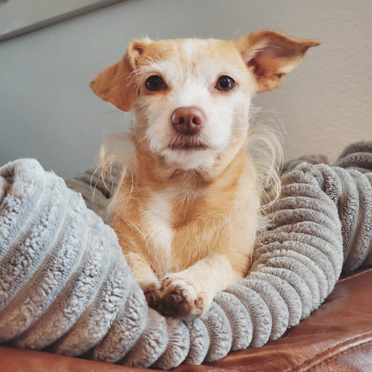 Kenzie, a Chihuahua and Rat Terrier mix tested with EmbarkVet.com