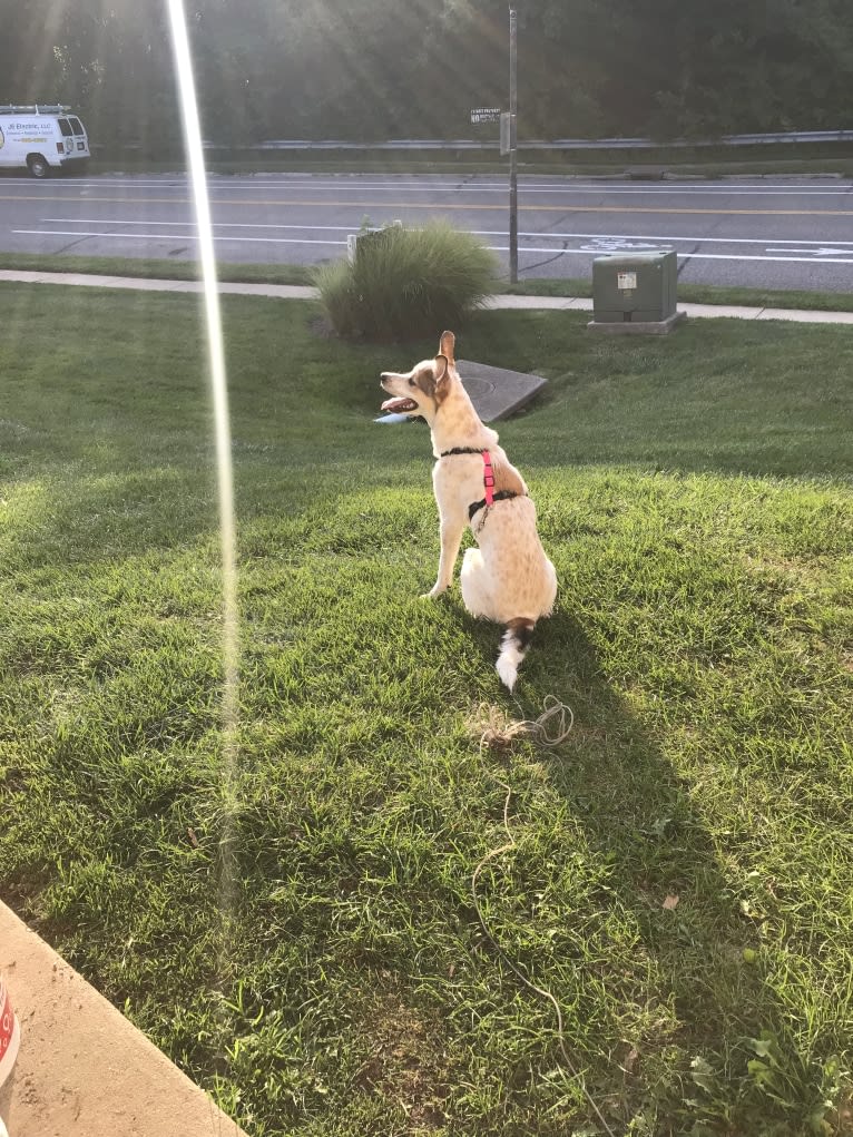 Millie, an Australian Cattle Dog and Great Pyrenees mix tested with EmbarkVet.com