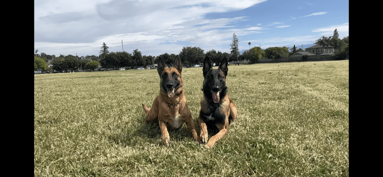 Nyx, a Belgian Shepherd tested with EmbarkVet.com