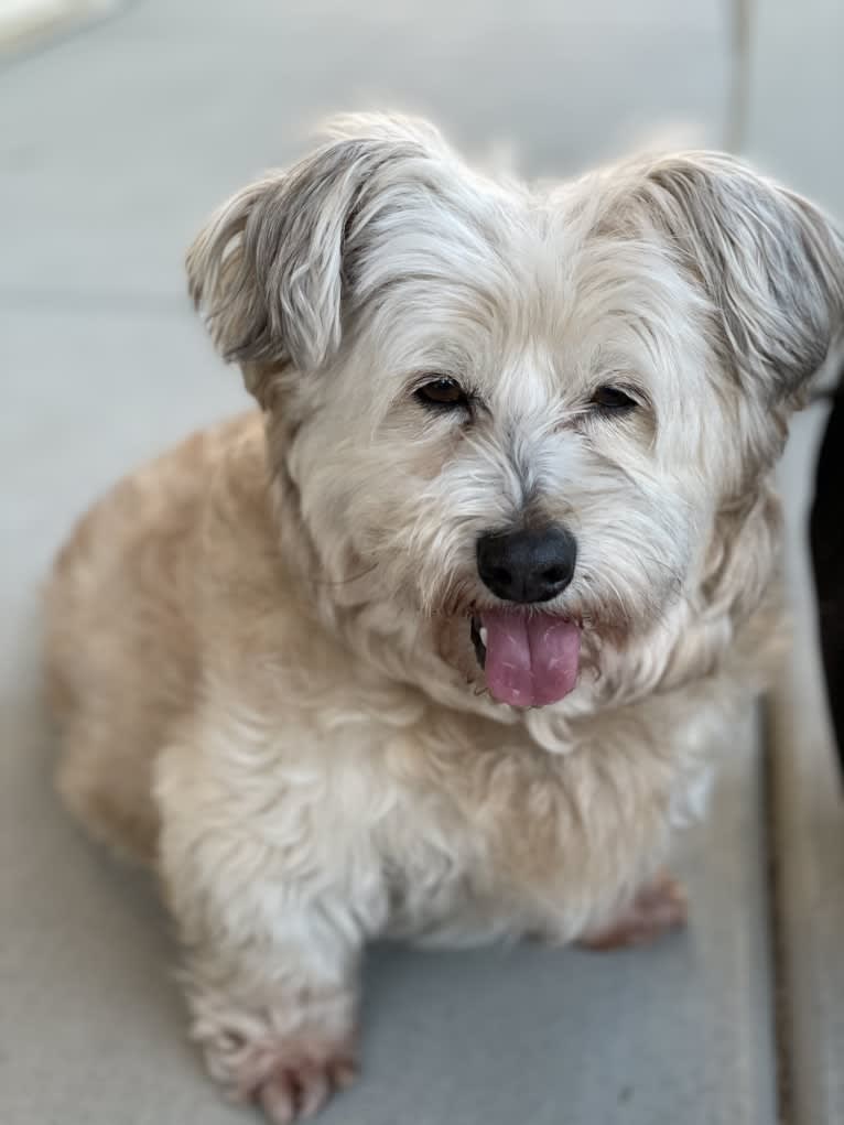 Mr. Simi, an American Eskimo Dog and Poodle (Small) mix tested with EmbarkVet.com