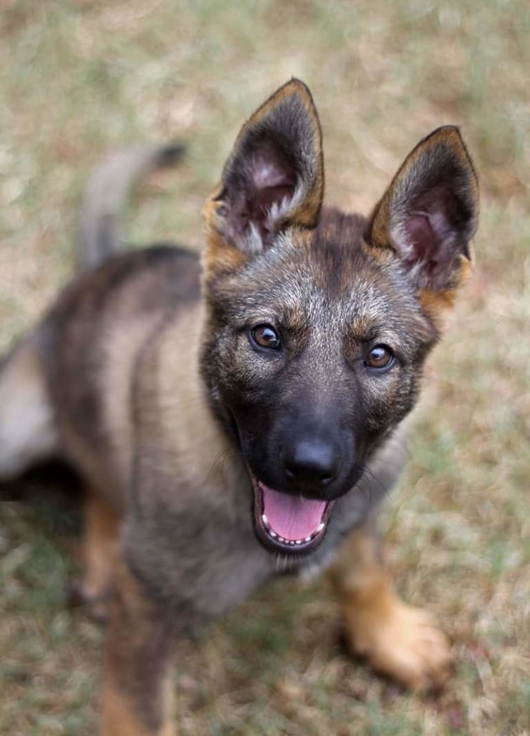 Vesta, a German Shepherd Dog tested with EmbarkVet.com