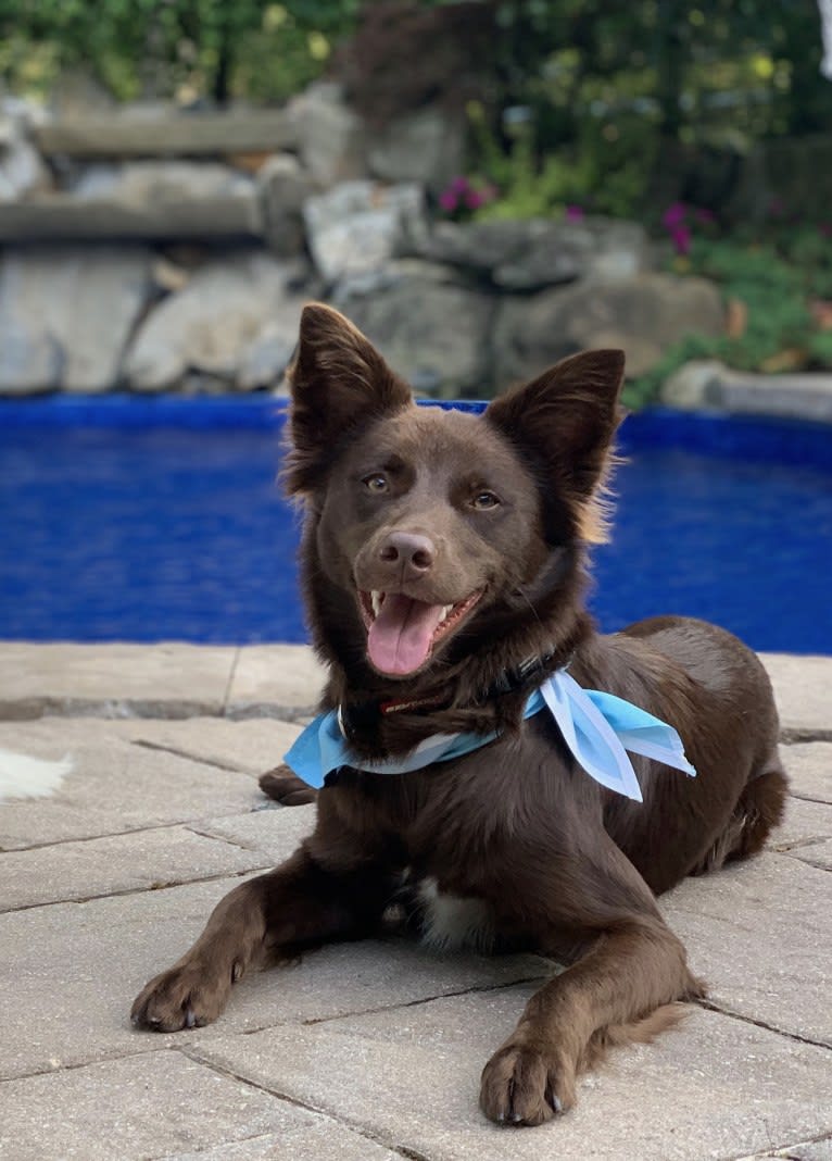 Harper, a Border Collie and Boston Terrier mix tested with EmbarkVet.com