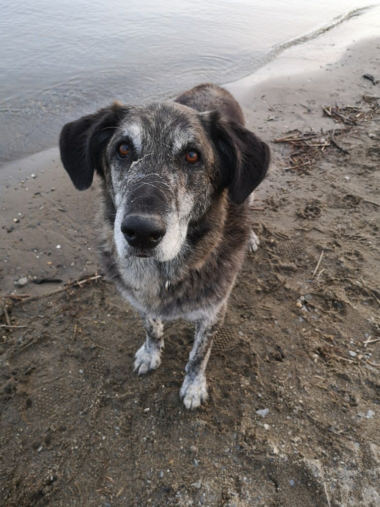 Achille, a German Shepherd Dog and Golden Retriever mix tested with EmbarkVet.com