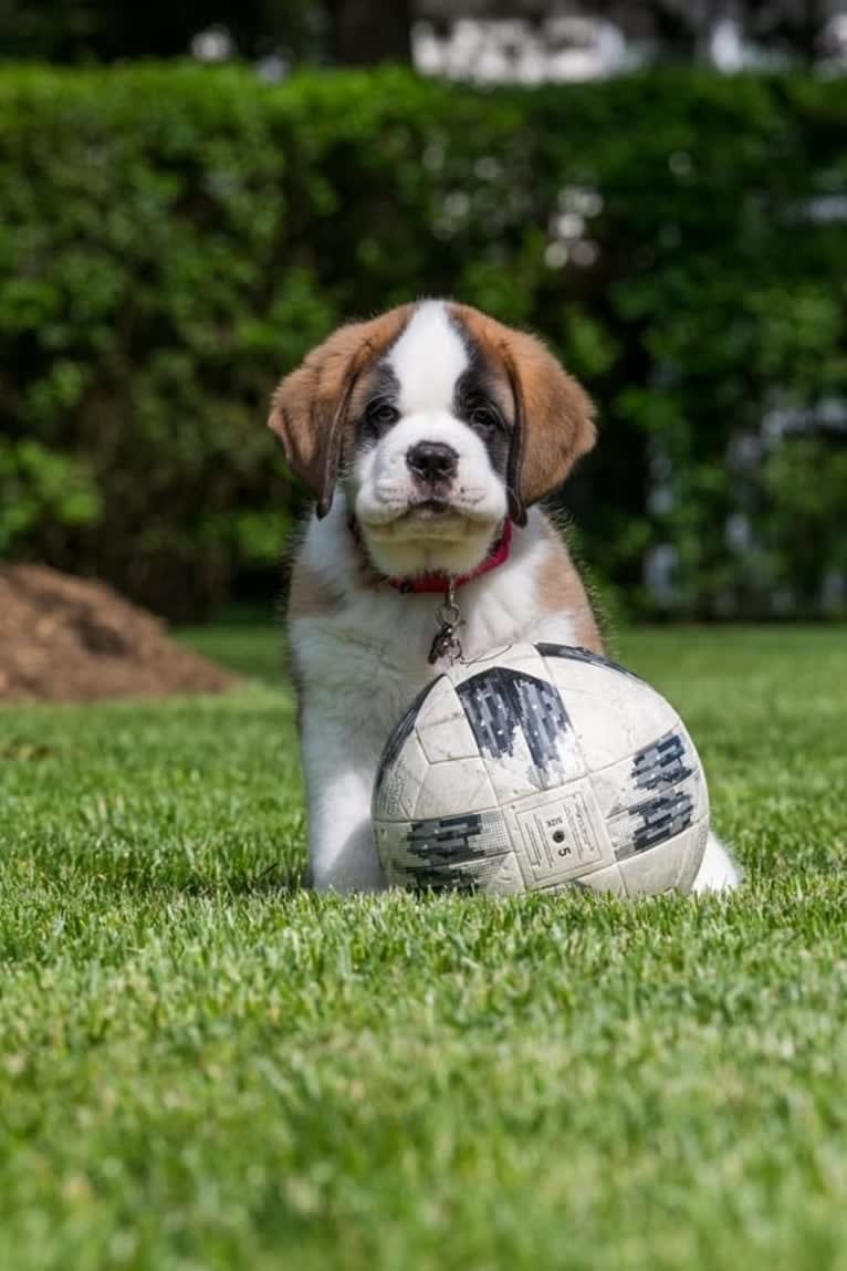 Bo, a Saint Bernard tested with EmbarkVet.com