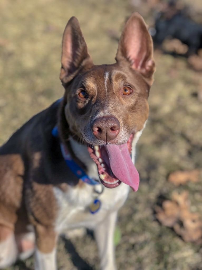 Gemini, a Border Collie and Australian Shepherd mix tested with EmbarkVet.com