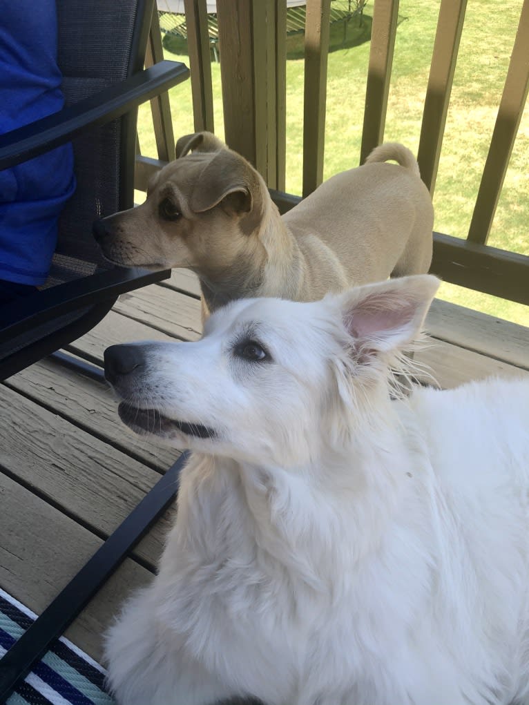 Gilmour Waters, a Chihuahua and Pomeranian mix tested with EmbarkVet.com