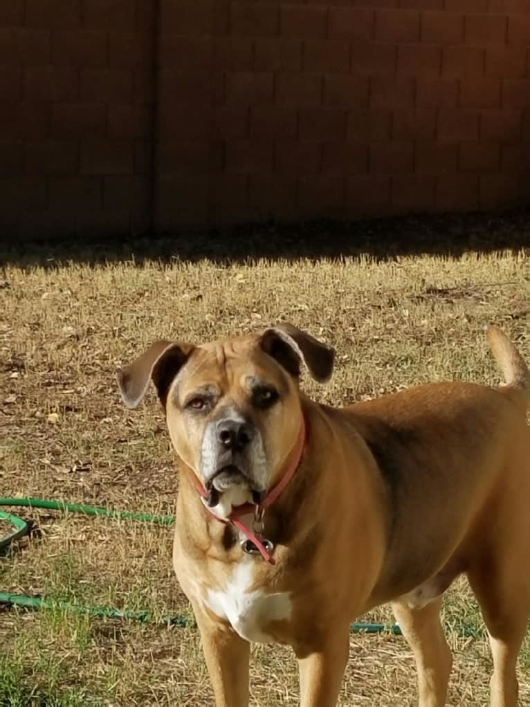 Jackson, an Australian Shepherd and American Pit Bull Terrier mix tested with EmbarkVet.com