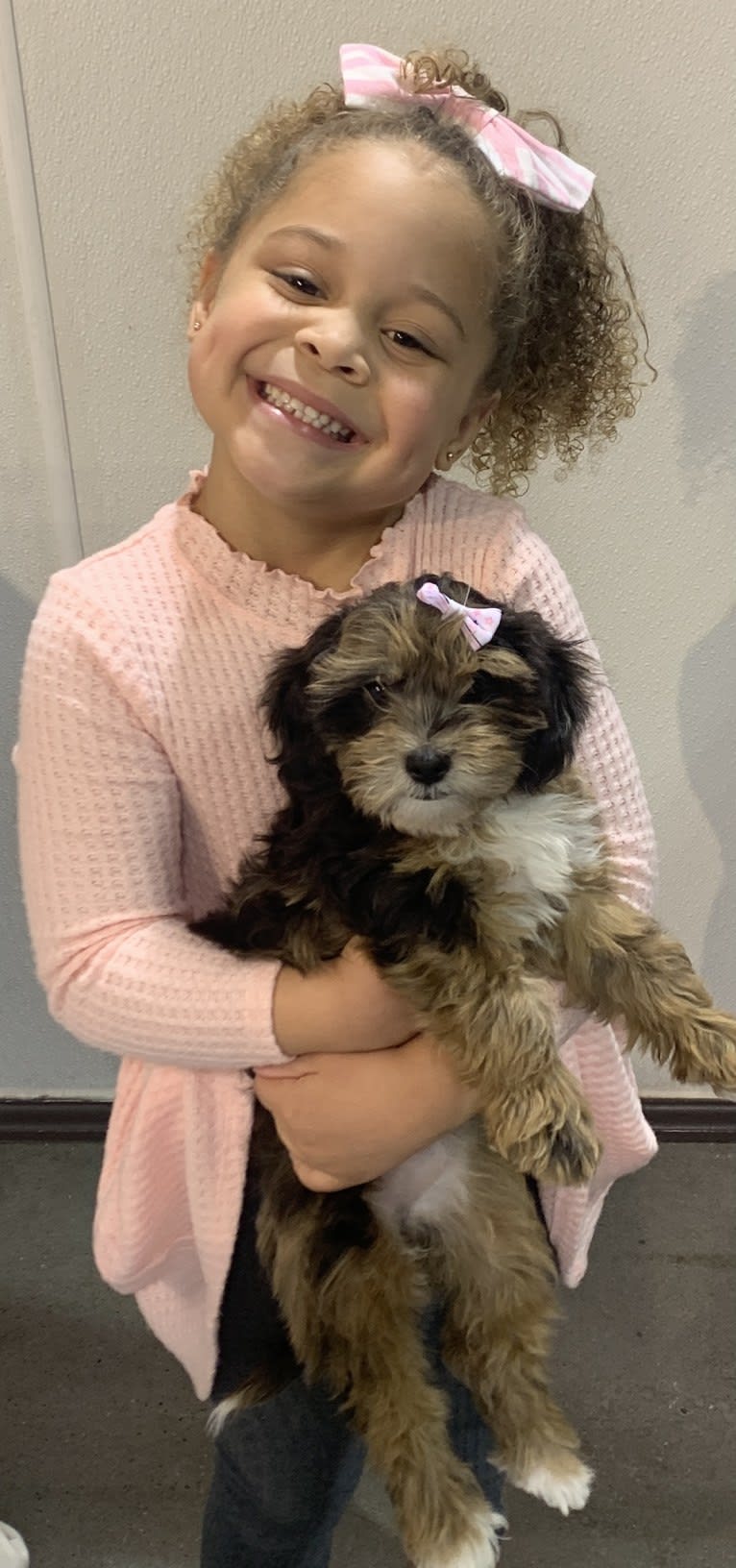 Bella, a Lhasa Apso and Poodle (Small) mix tested with EmbarkVet.com