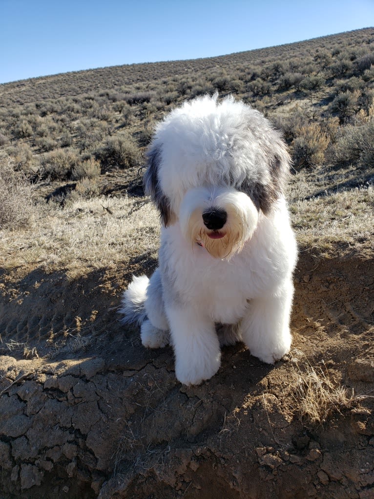 Fozzy, an Old English Sheepdog tested with EmbarkVet.com