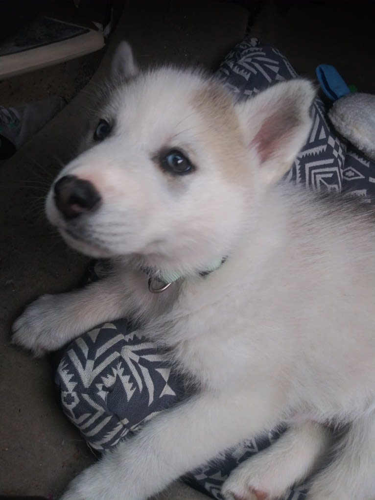 Everest, a Gerberian Shepsky tested with EmbarkVet.com
