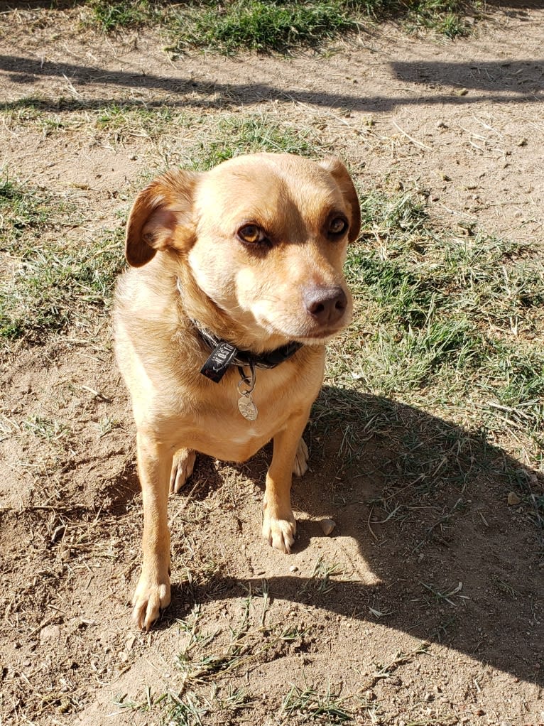 James Dean Bonham, a Chihuahua and Miniature Pinscher mix tested with EmbarkVet.com