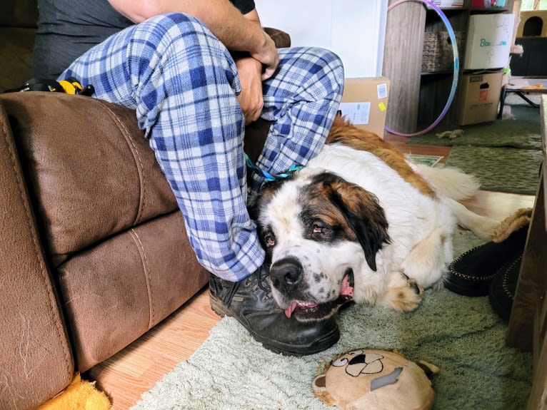 Thor, a Saint Bernard tested with EmbarkVet.com