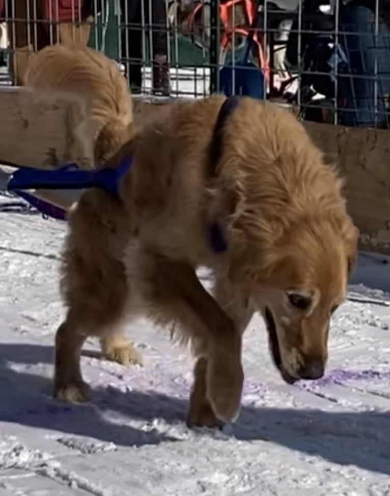 Timber “Gross Manor’s I’ll Be The One You Won’t Forget”, a Golden Retriever tested with EmbarkVet.com